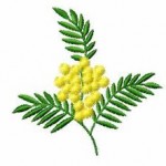 20120304-mimosa