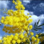20120305-mimosa1